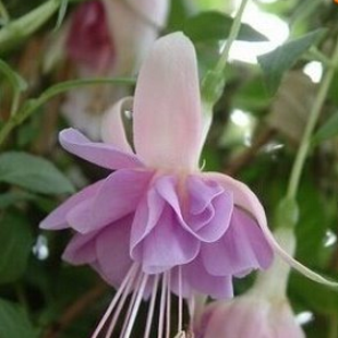 бело-лиловая фуксия