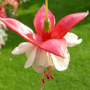 красно-белая фуксия