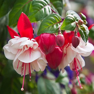 красно-бордовая фуксия