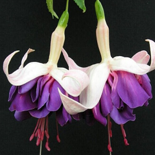 бело-фиолетовая фуксия