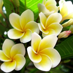 желтая гардения (куст)