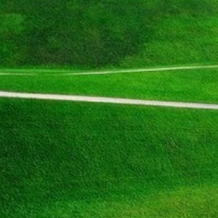 газонная трава