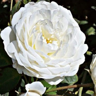 гигантская роза Облако (куст)