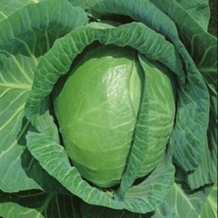 традиционная русская капуста