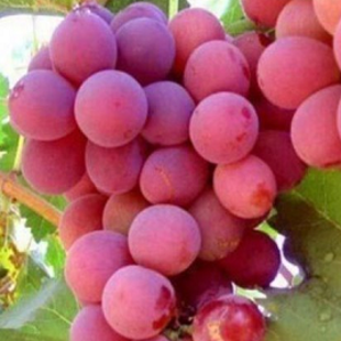 розовый виноград