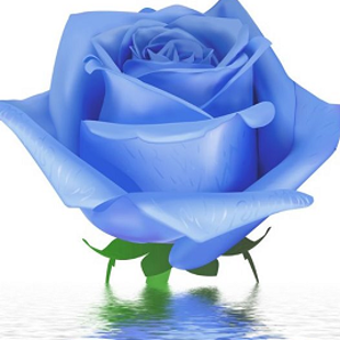 голубая водяная роза