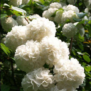 гортензия (куст)