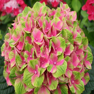 гортензия Макрофилла