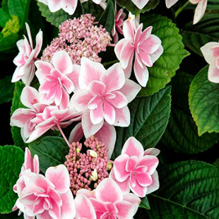 гортензия розовая