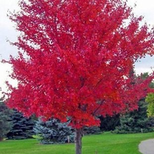 красный японский клен 