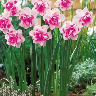 розовый нарцисс