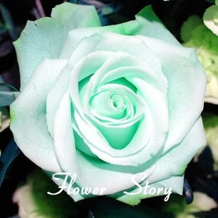 мятно-зеленая роза