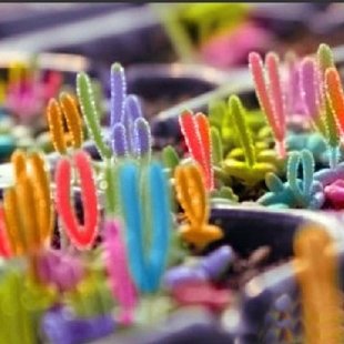 псевдотрункантелла Заячьи Ушки разноцветные