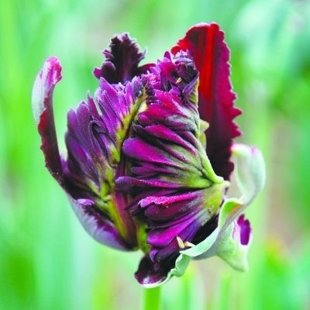 тюльпан Попугай