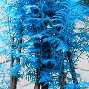 бонсай синий трава 