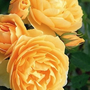 редкая оранжевая роза Дэвид Остин (куст)