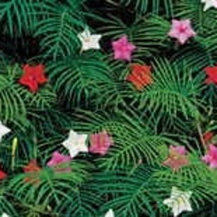 рождественский куст