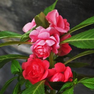 неизвестный (уточняется)