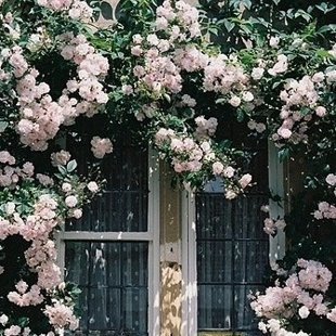 роза Скалолаз розовый (куст)