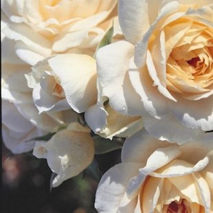 редкая роза Дэвид Остин (куст)