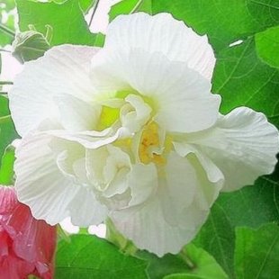 гиацинт (куст)