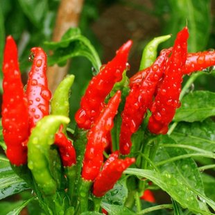 острый перец