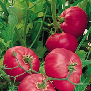 крупный розовый помидор