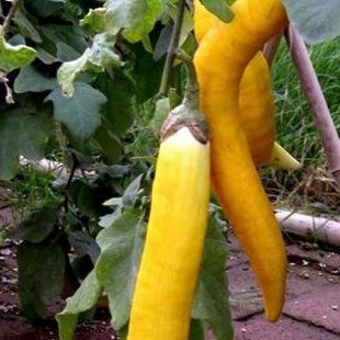 желтый баклажан