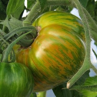 редкий желто-зеленый тигровый помидор