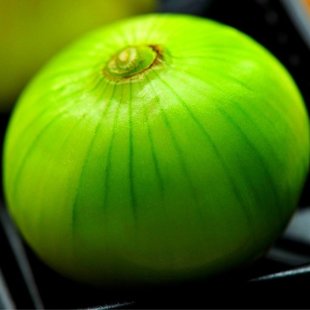 свежий фамильный зеленый лук репчатый