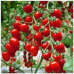 красный редкий многоплодный черри томат