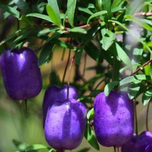 фиолетовый редкий овощной плод