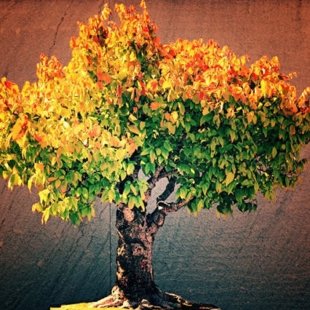 желто-зеленый японский клен