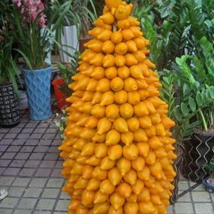 редкий овощной оранжевый плод (бонсай)