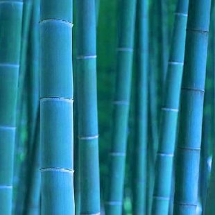 синий бамбук
