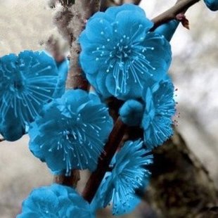 синяя слива