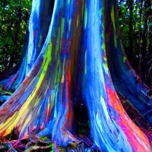 эвкалипт Радуга с цветным стеблем