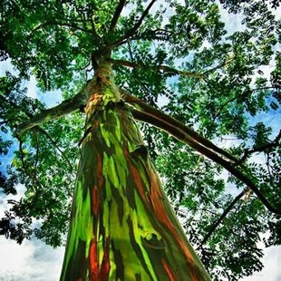 эвкалипт Радуга с цветным желто-зеленым стеблем