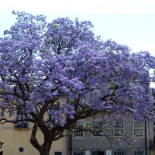 павлония Императрица сиреневая