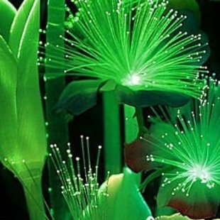 мерцающая в темноте зелень пальма бонсай