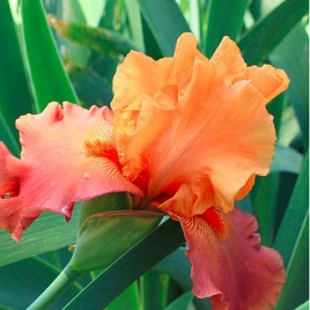 ирис Лавли Синьорита