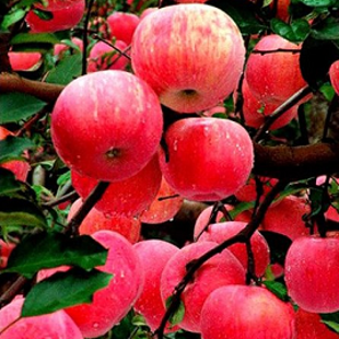 яблоня Ред Фуджи Эппл