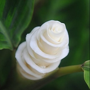 калатея Айс Крим Вайт Лавли Флауа