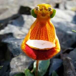 кальцеолария унифлора