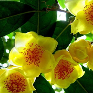 камелия Нитидиссима (куст)