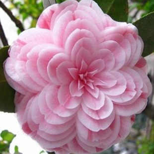 розовая, а также красная и белая камелия