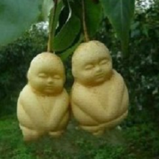 китайская груша 