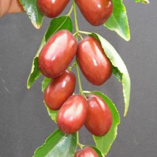 китайское мармеладное дерево