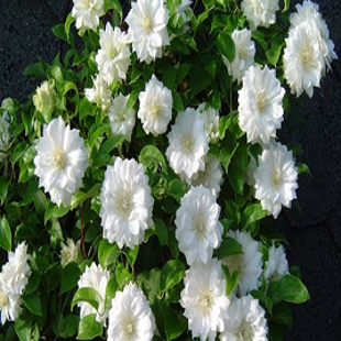 клематис (куст)