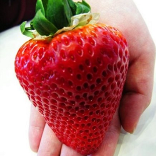 клубника-великан
